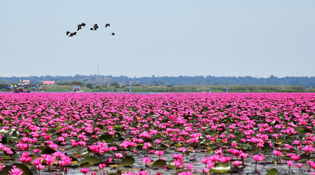 Red lotus lake is a large natural freshwater lake of pinkish red water lilies in Udon Thani, Thailand. Far away, there are many tourist boat. There are birds in the sky.