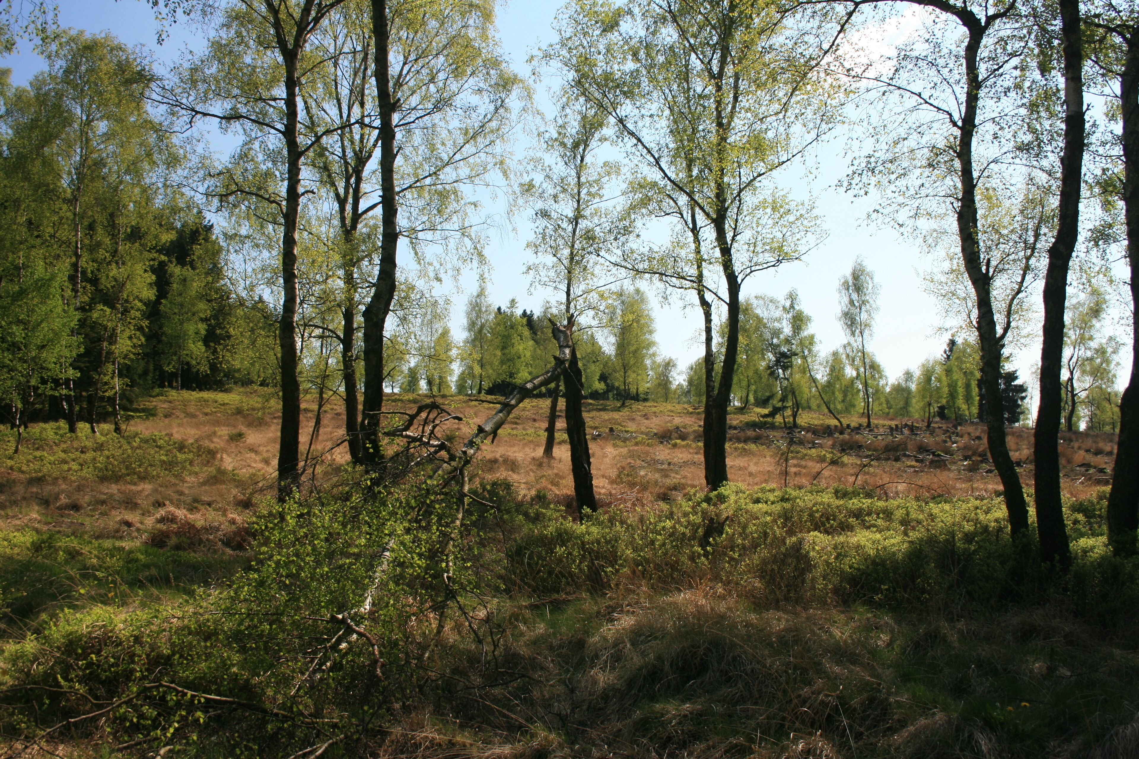 Bäume am Rande der Struffelter Heide