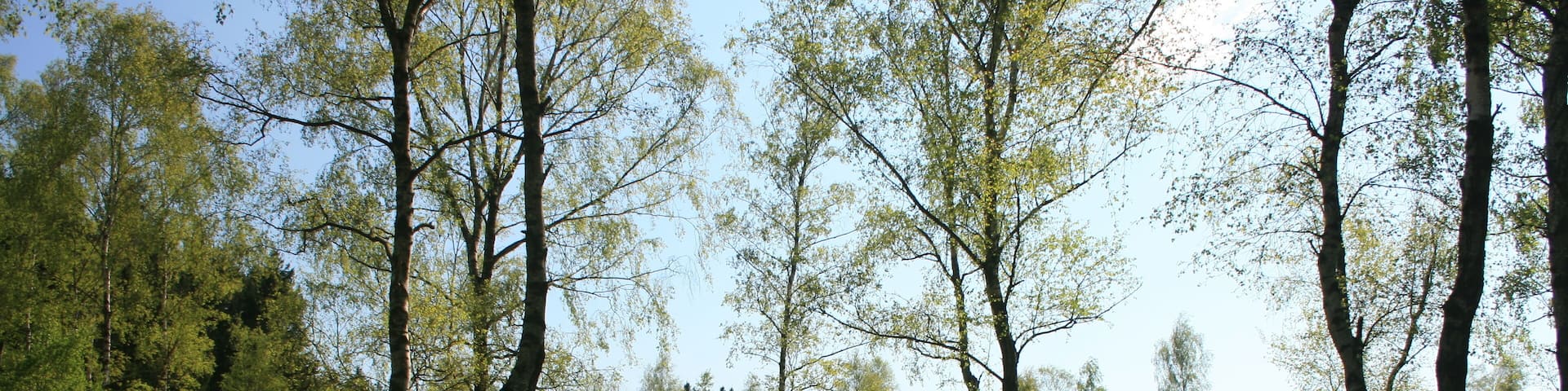 A forest with tall trees and a grassy field.