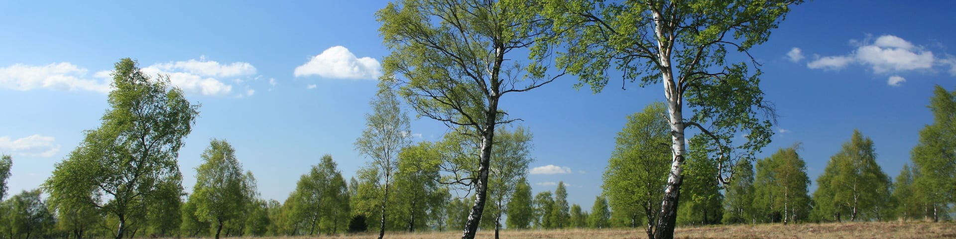 Heidelandschaft im NSG Struffelt