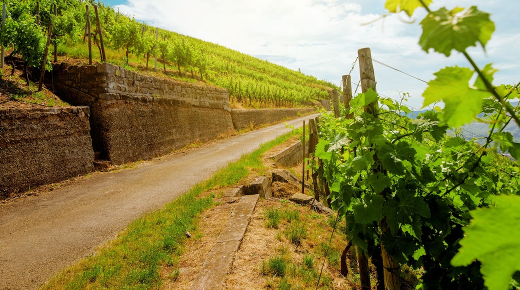 Pabrik Anggur Stone Hill