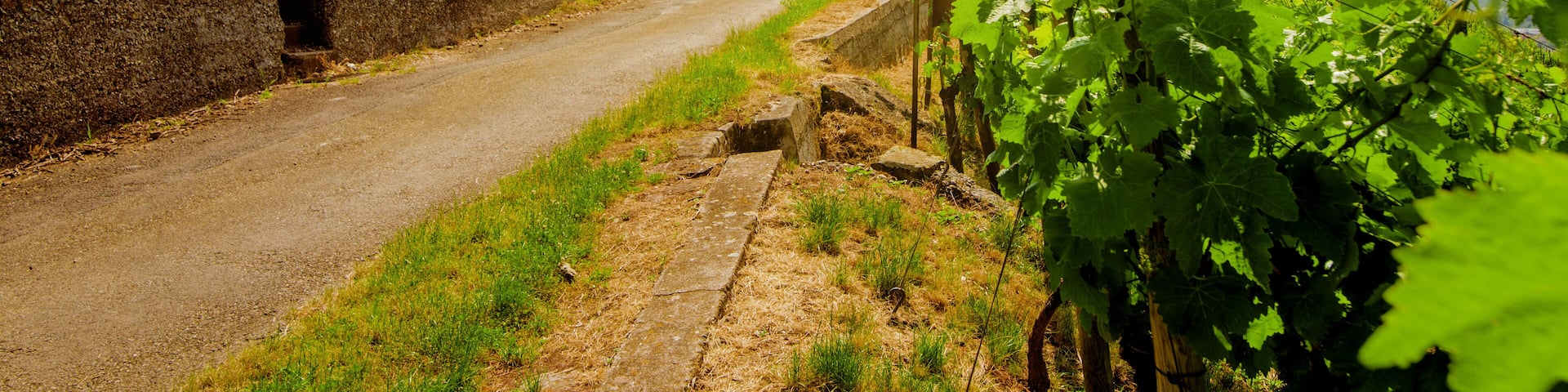 Landscape of vineyard on hill and road beside. Grape bushes on stone fence in sunny day