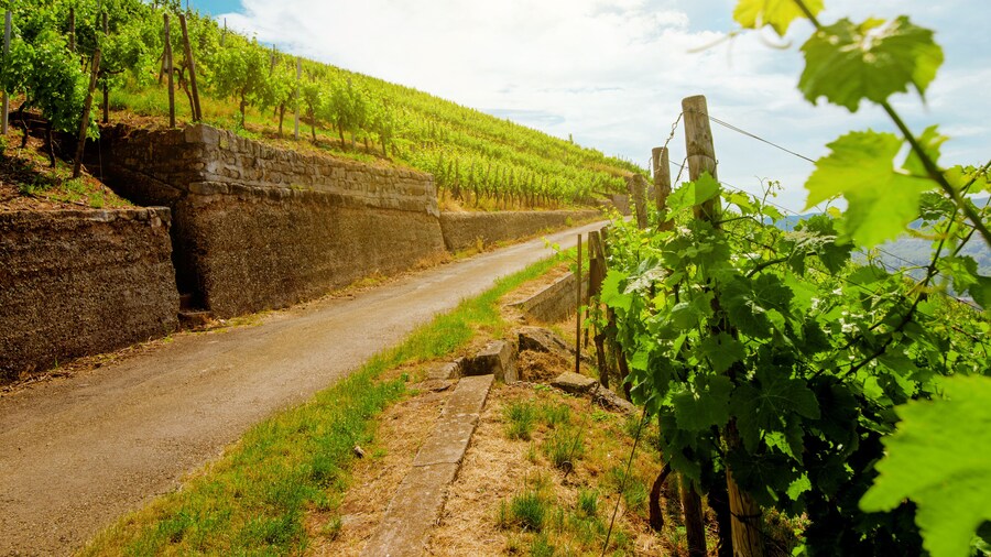 Landscape of vineyard on hill and road beside. Grape bushes on stone fence in sunny day