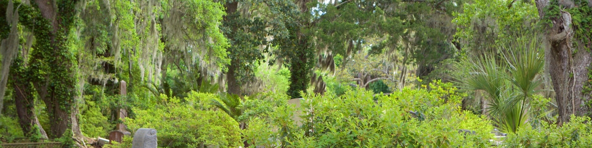 Bonaventure Cemetery mostrando cenas de floresta e um cemitério