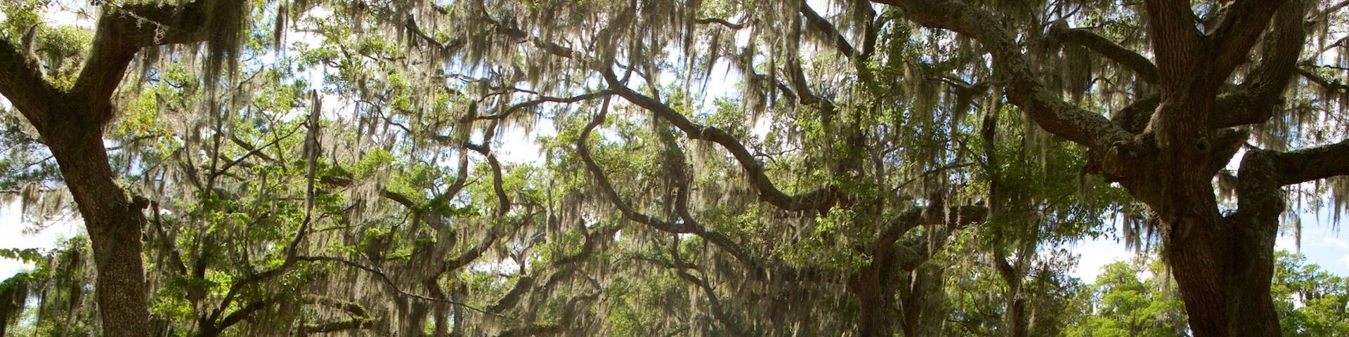 Bonaventure Cemetery