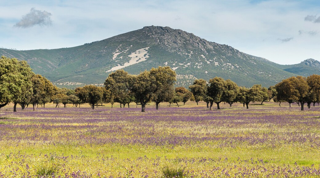 This is a photography of a Site of Community Importance in Spain with the ID: