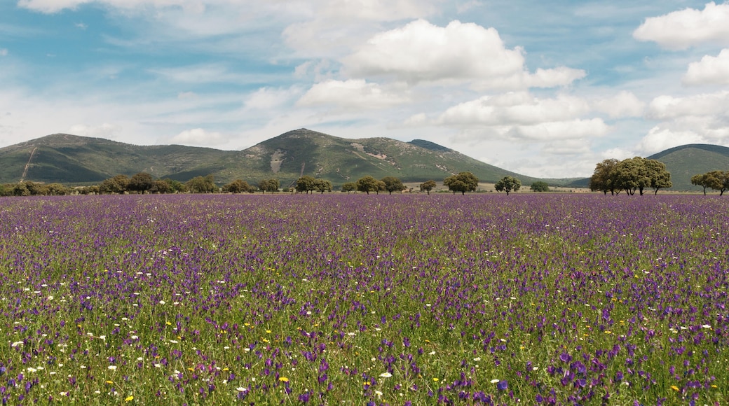 This is a photography of a Site of Community Importance in Spain with the ID:
