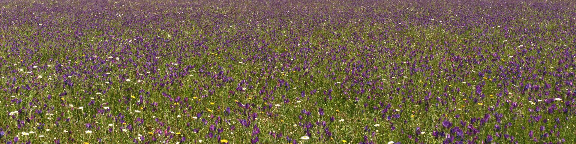 This is a photography of a Site of Community Importance in Spain with the ID: