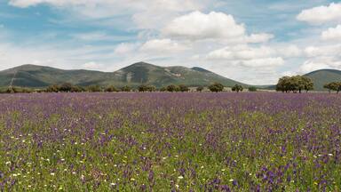 This is a photography of a Site of Community Importance in Spain with the ID: