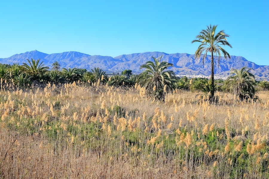Palr tree and some rural landscape with blue mountains in the background, in Crevillente, Elche, Alicante, South-eastern Spain, in a sunny Spanish winter day; Shutterstock ID 1565070610; Purchase Orde
