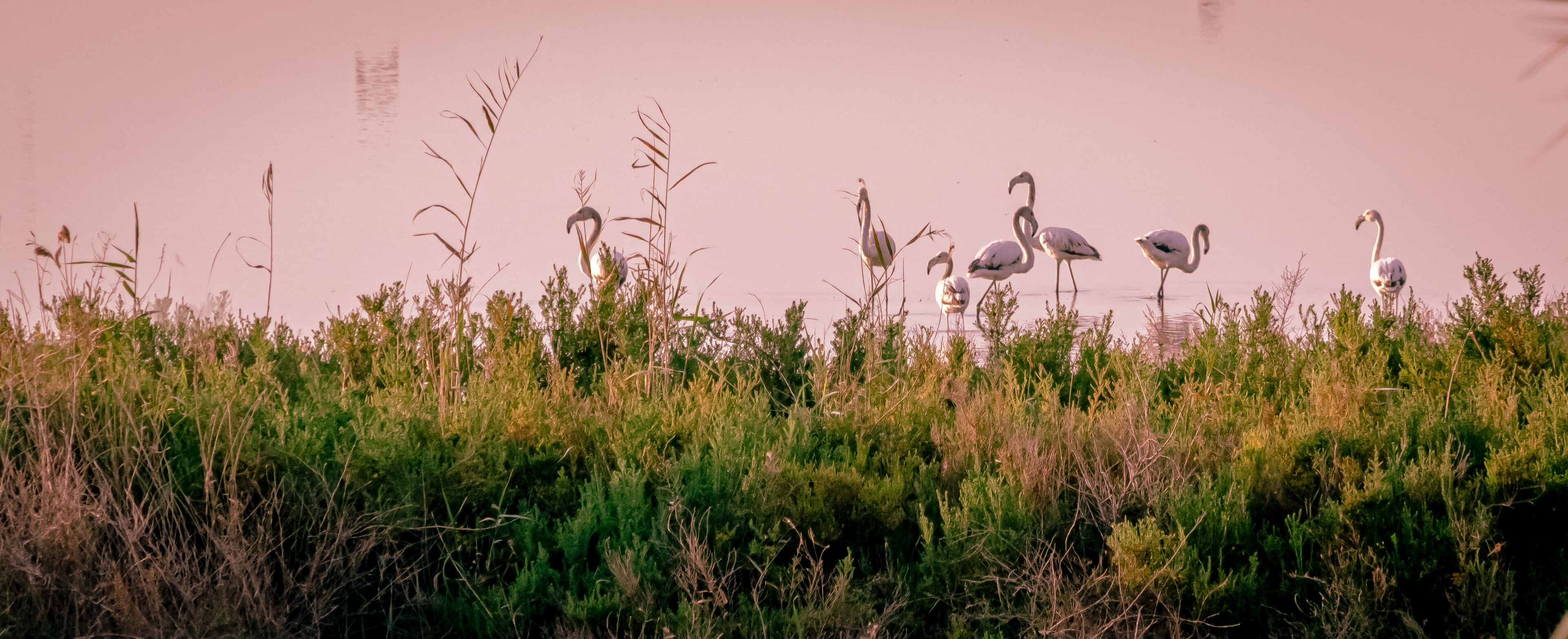 A marshland with tall grasses and several flamingos standing in shallow water.