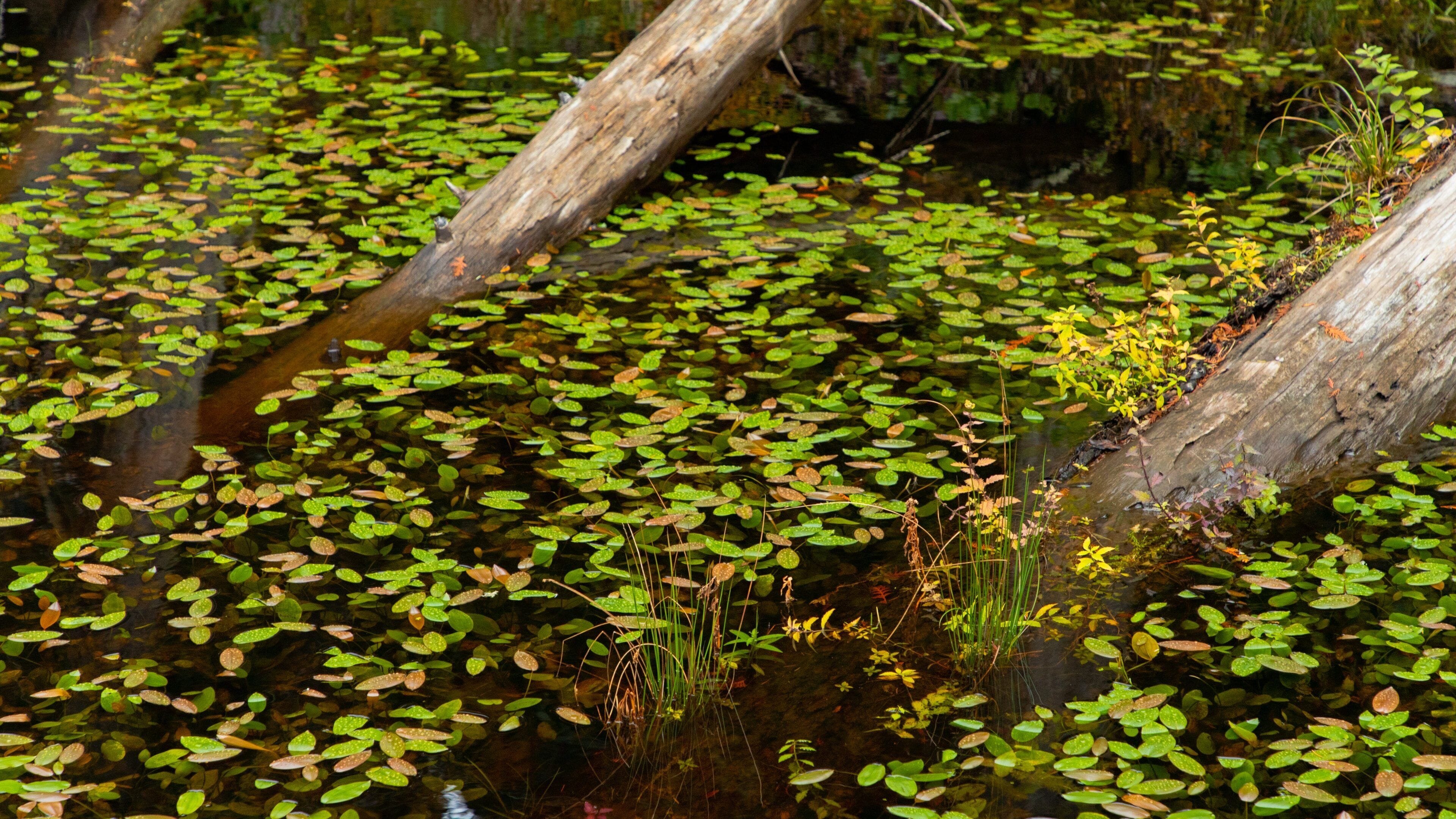 Smuggler Cove Marine Provincial Park featuring a pond