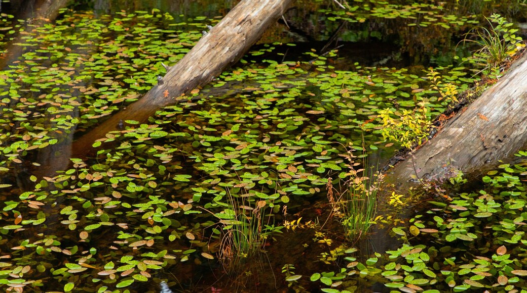 Smuggler Cove Marine Provincial Park featuring a pond