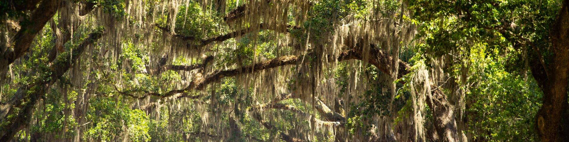Wormsloe Historic Site which includes a park