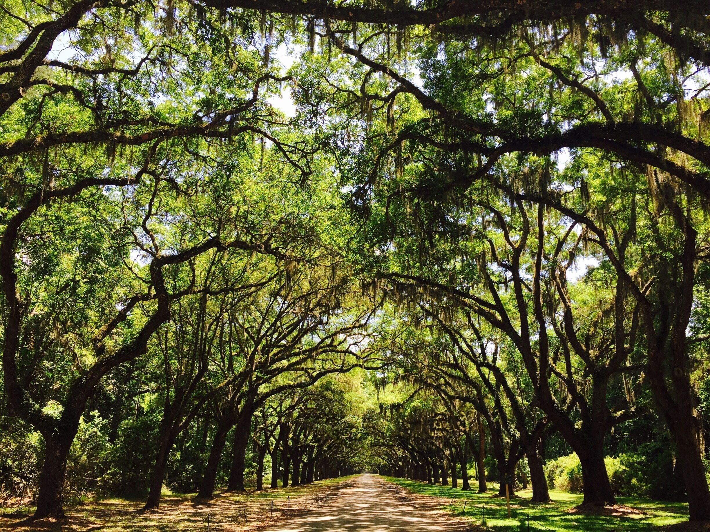 Skip the ruins but come to this historic spot to see the magnificent oaks.
