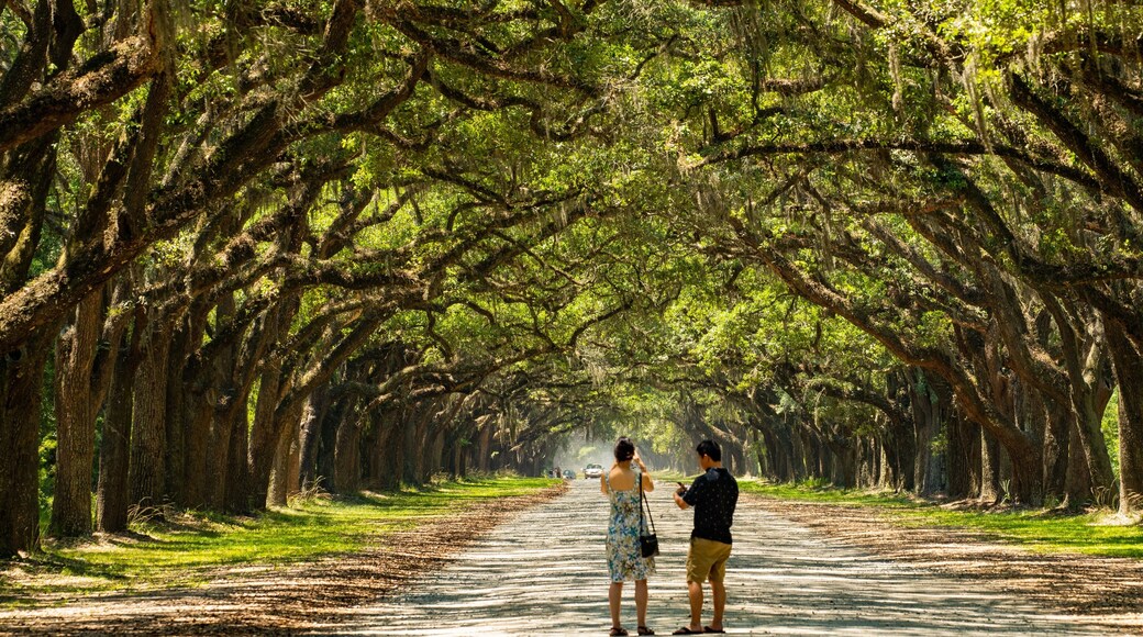 Wormsloe Historic Site showing a park as well as a couple