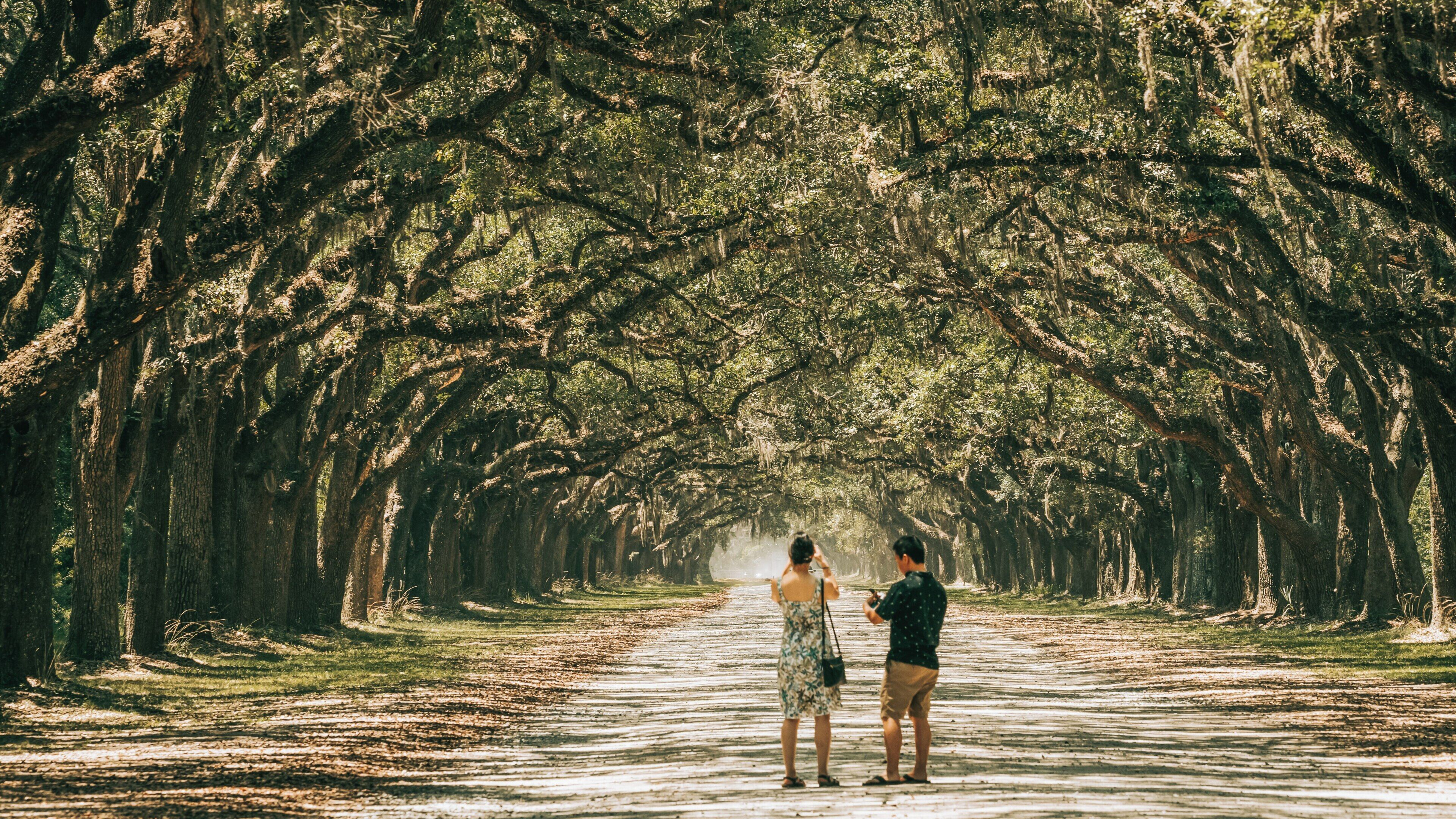 Relaxing stroll along the tree-lined avenue of Wormsloe Historic Site in Savannah, Georgia, capturing moments of nature's beauty and history
