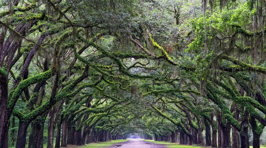 The Wormsloe Live Oak Dirt Road right after a Summer Thunderstorm. Amazing setting. The Live Oak is the State Tree Of Georgia. #LikeALocal