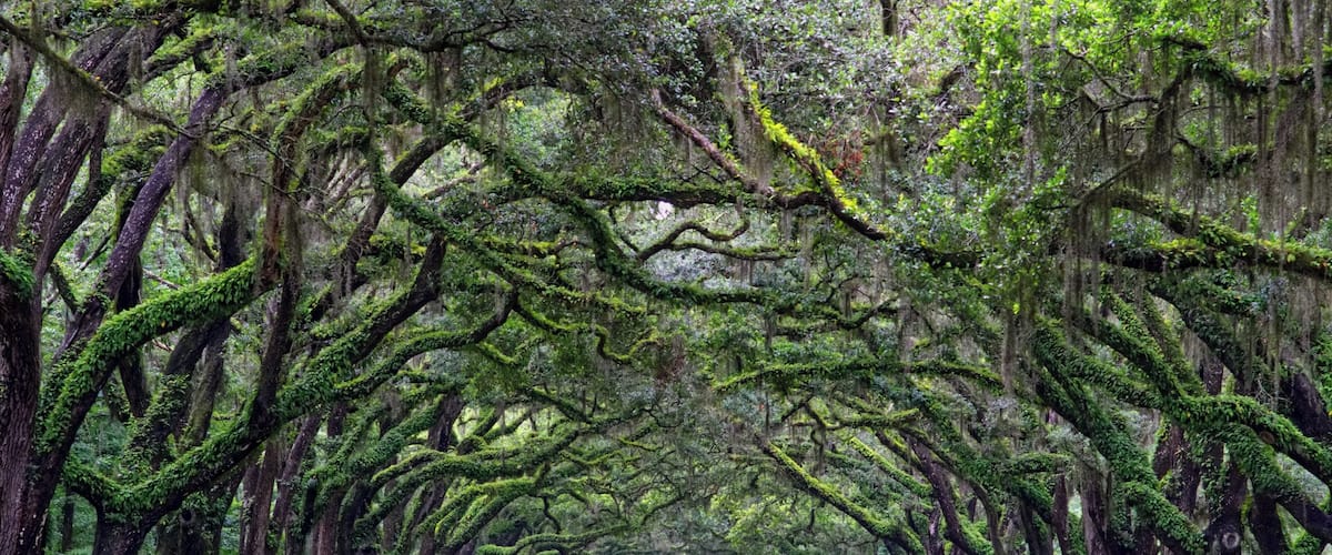 The Wormsloe Live Oak Dirt Road right after a Summer Thunderstorm. Amazing setting. The Live Oak is the State Tree Of Georgia. #LikeALocal