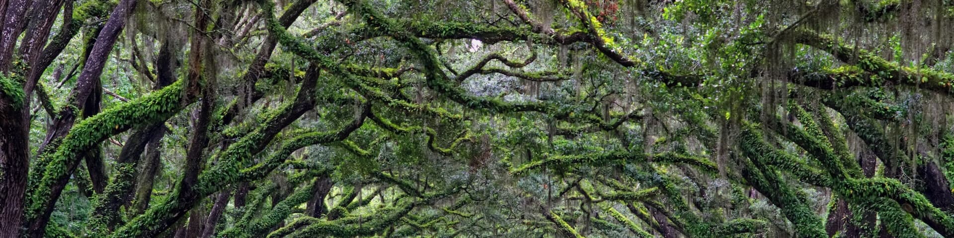 The Wormsloe Live Oak Dirt Road right after a Summer Thunderstorm. Amazing setting. The Live Oak is the State Tree Of Georgia. #LikeALocal