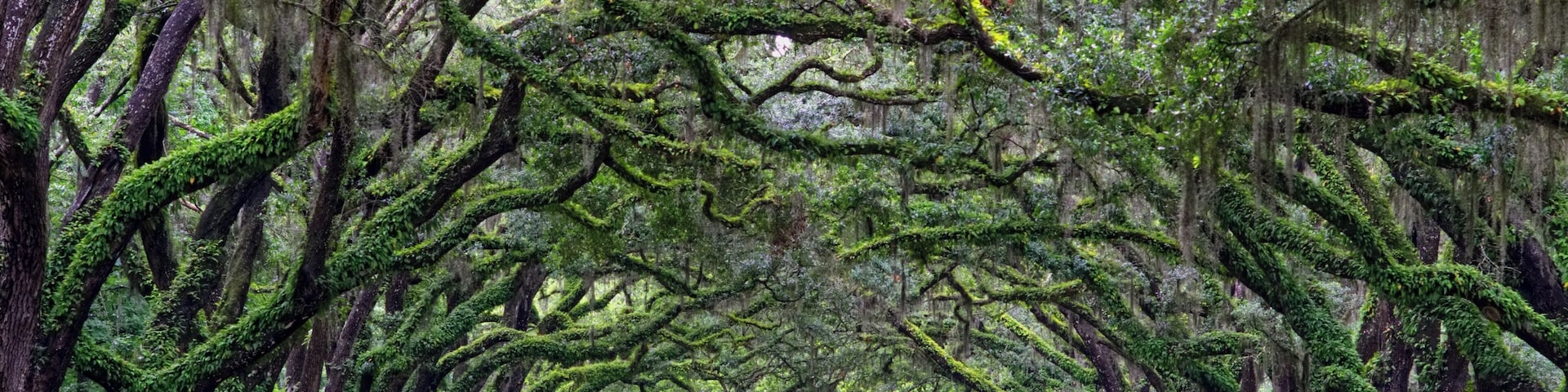 The Wormsloe Live Oak Dirt Road right after a Summer Thunderstorm. Amazing setting. The Live Oak is the State Tree Of Georgia. #LikeALocal