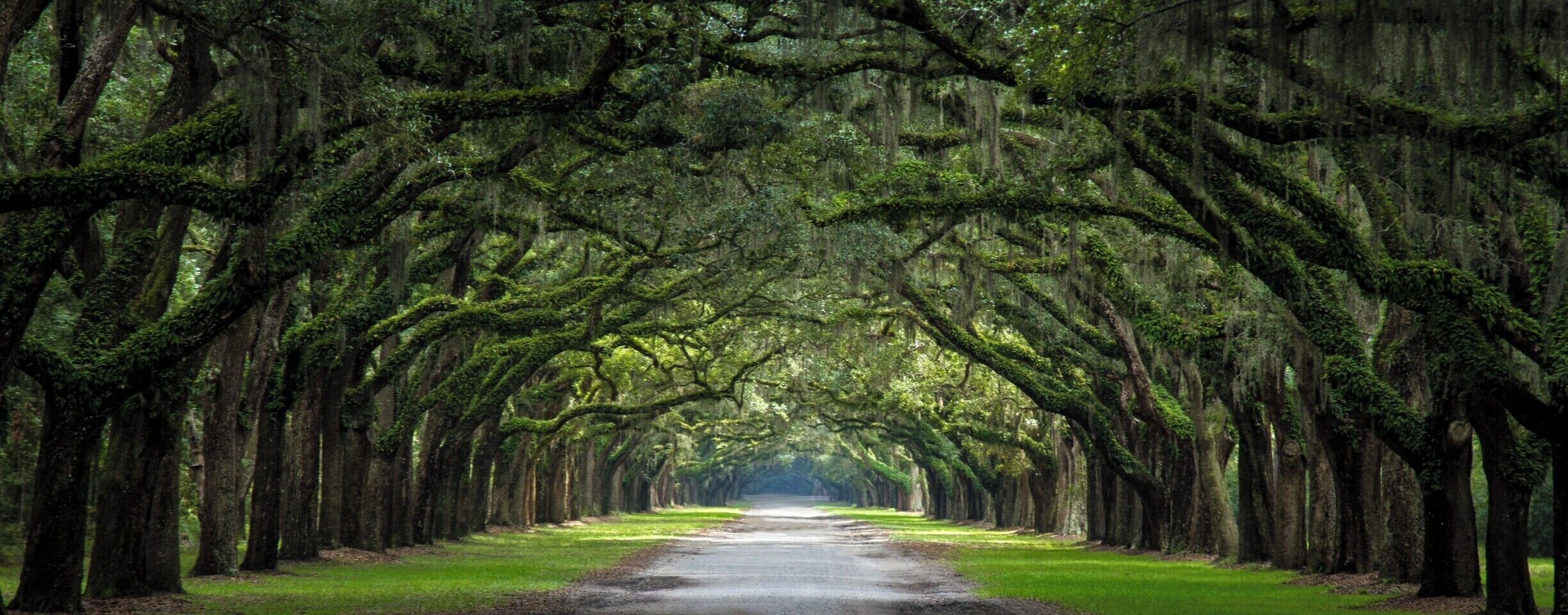 A breathtaking avenue sheltered by more than 400 oak trees and Spanish moss, there is nothing more typical of the United States' south. #LifeAtExpedia