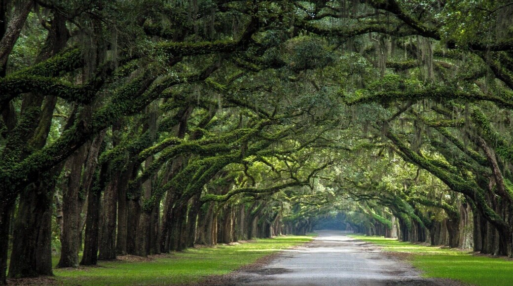A breathtaking avenue sheltered by more than 400 oak trees and Spanish moss, there is nothing more typical of the United States' south. #LifeAtExpedia