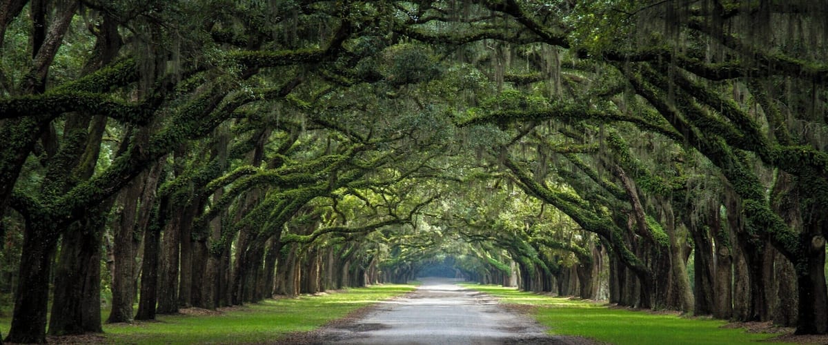 A breathtaking avenue sheltered by more than 400 oak trees and Spanish moss, there is nothing more typical of the United States' south. #LifeAtExpedia