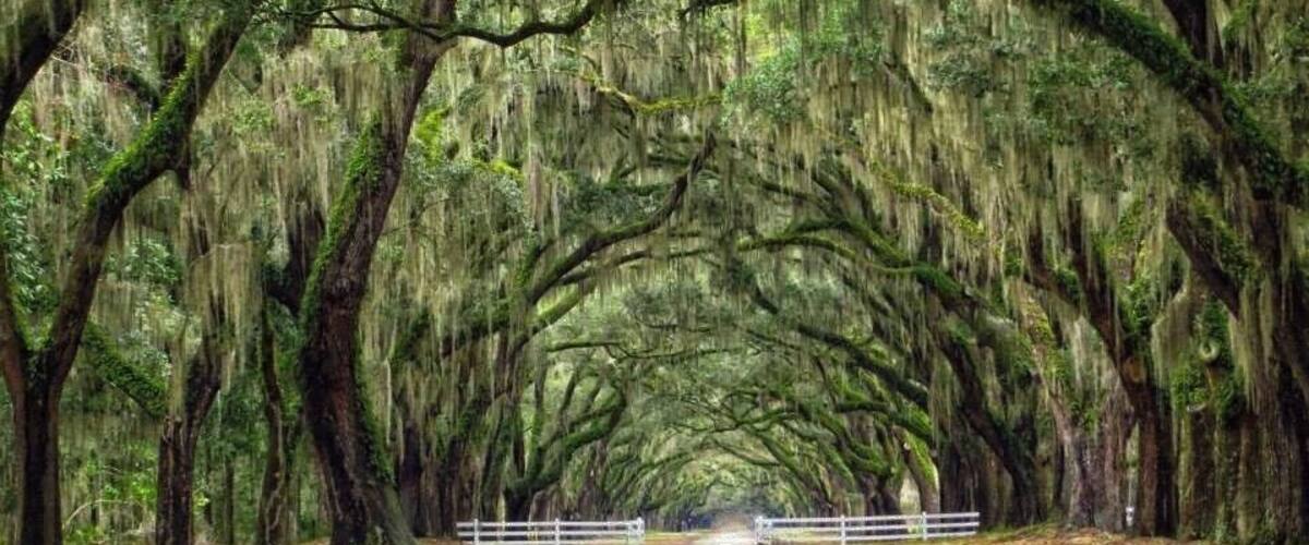 Savannah, Georgia, USA
The stunning entrance to the Wormsloe Historic Site, a former plantation just outside Savannah. The Oak Avenue is 1.5 miles long and covered with the dramatic Spanish moss the area is renown for.
#LifeatExpedia
#Details