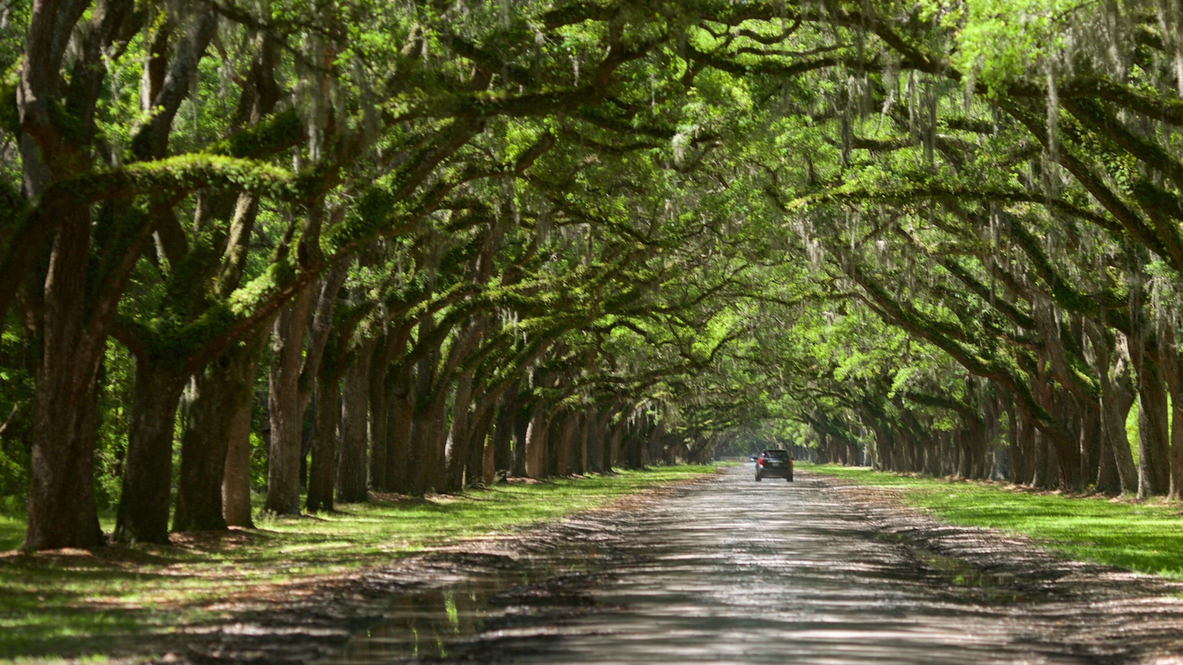 Une route bordée d’arbres, avec une voiture visible au loin.