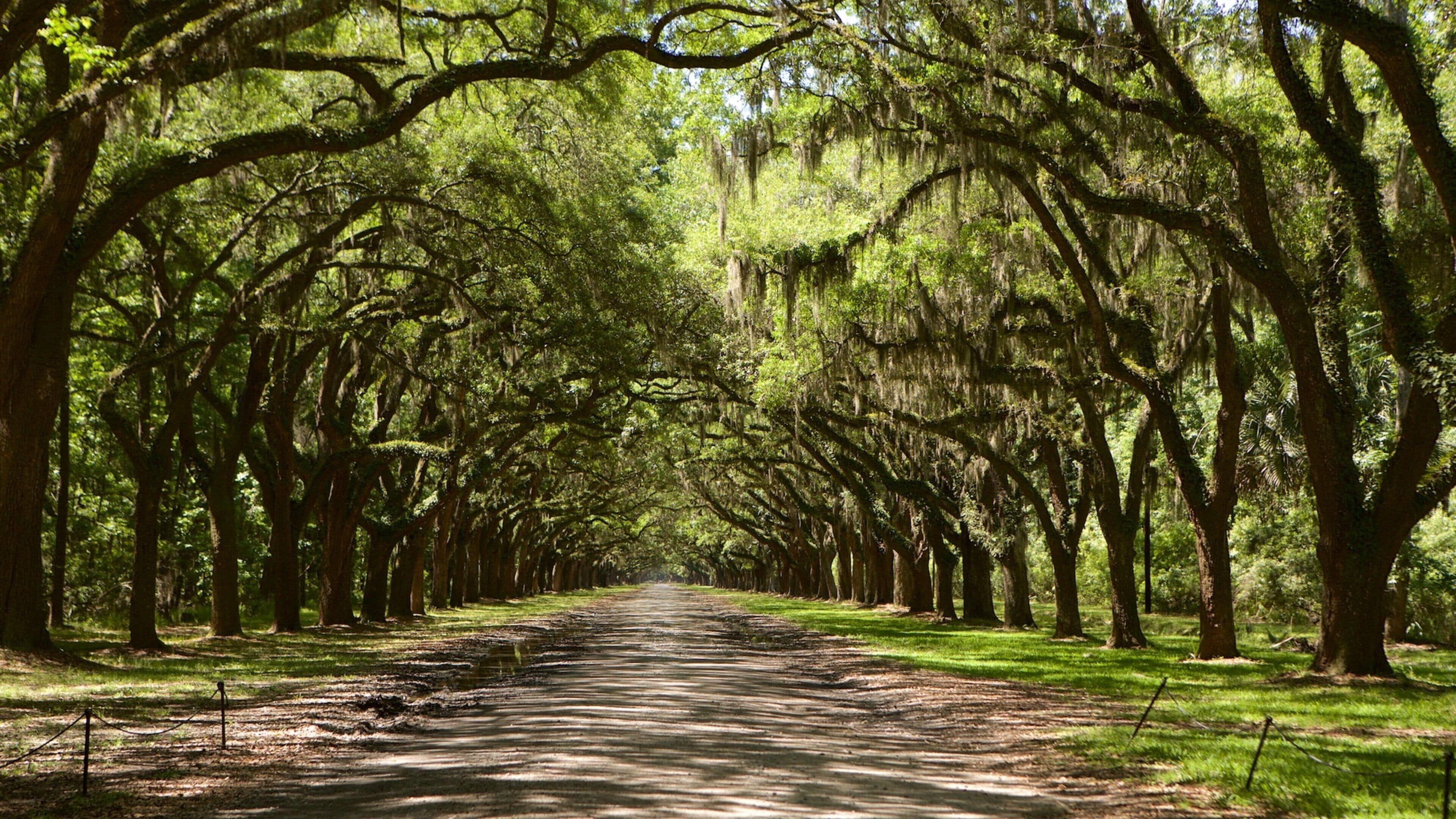 Wormsloe Historic Site which includes a park