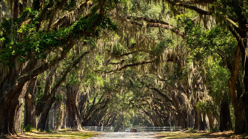 A tree-lined road with large trees and Spanish moss.