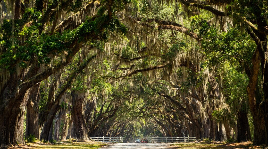 Isle of Hope Historic District which includes a garden