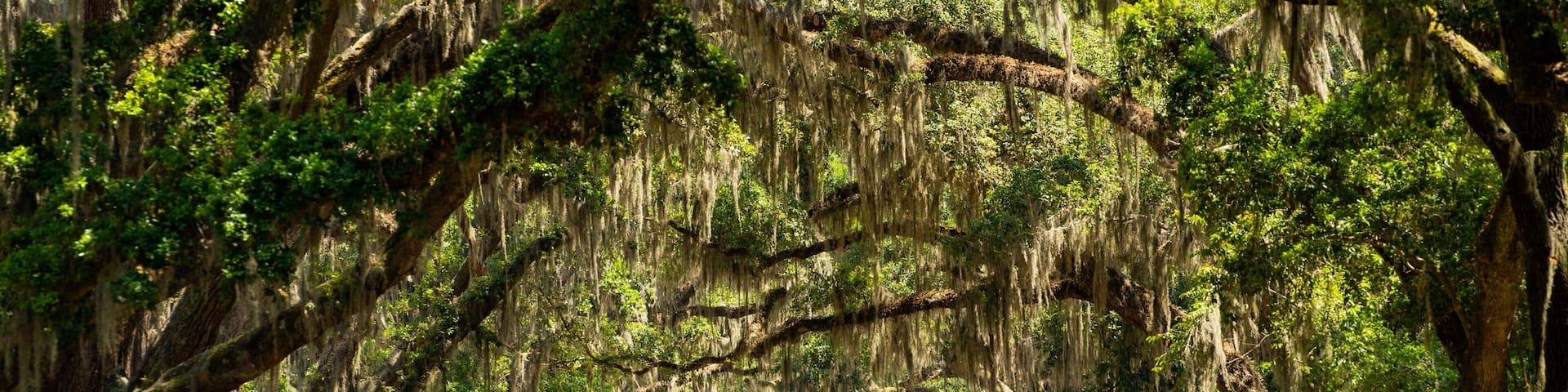 Isle of Hope Historic District which includes a garden
