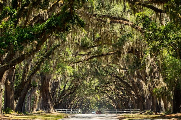 Isle of Hope Historic District which includes a garden
