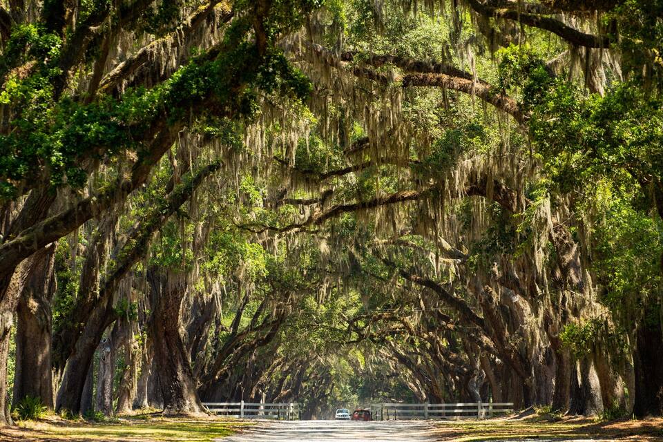 A tree-lined road with large trees and Spanish moss.