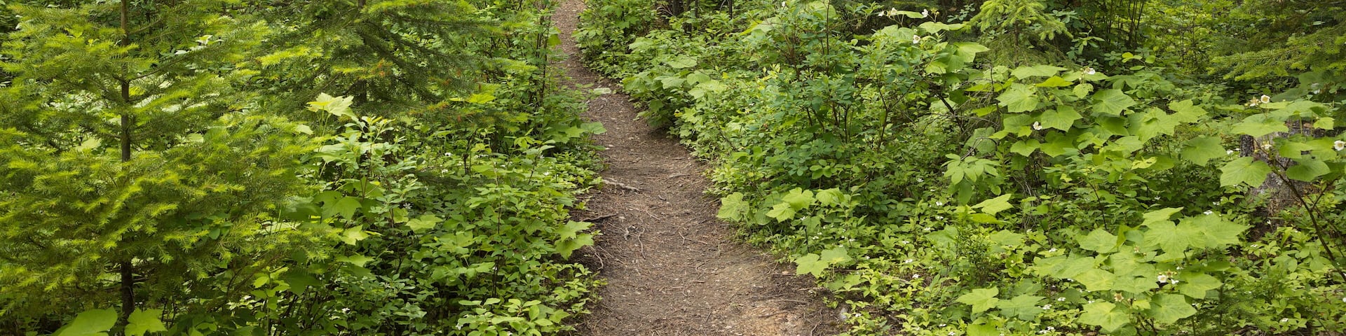 A forested trail surrounded by dense green foliage and trees.