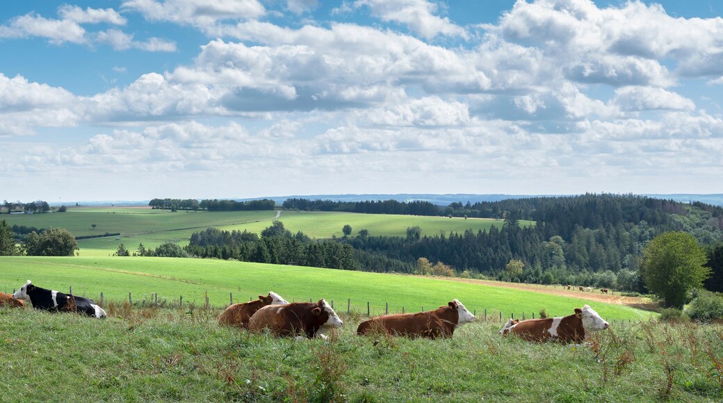 ๋น์ ฌ์ค์ดํธ