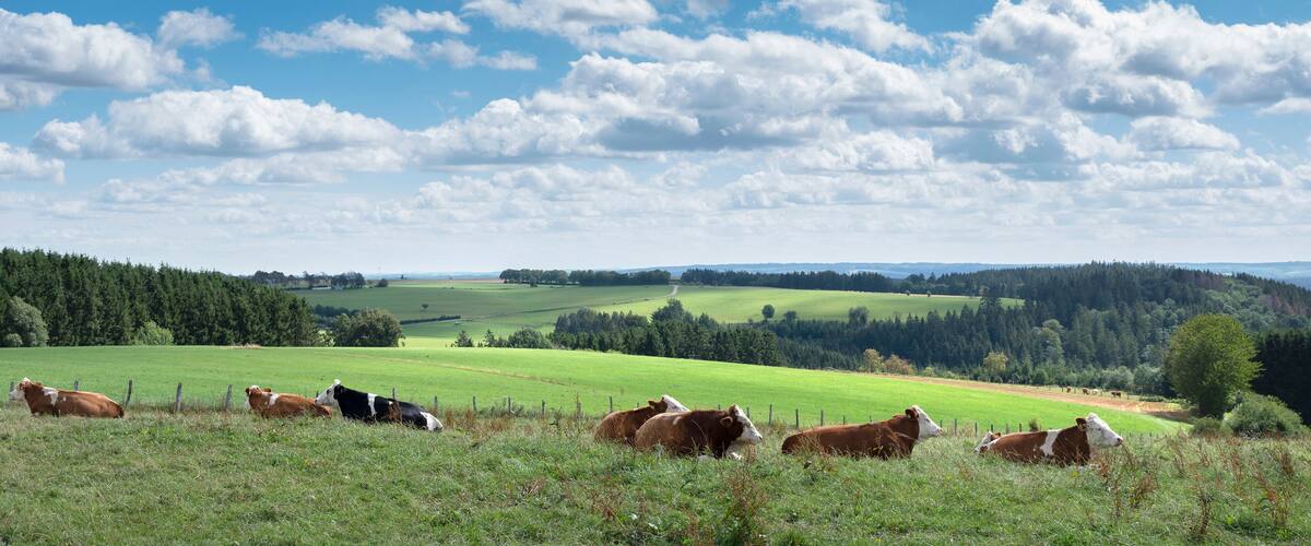 A herd of cows grazing in a lush green field with rolling hills and a forest in the background under a partly cloudy sky.