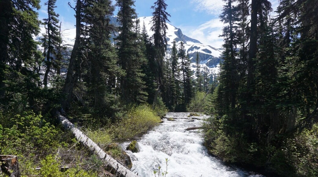 Beautiful scenery on the way to the Upper Joffre Lake
#canada #joffrelakes