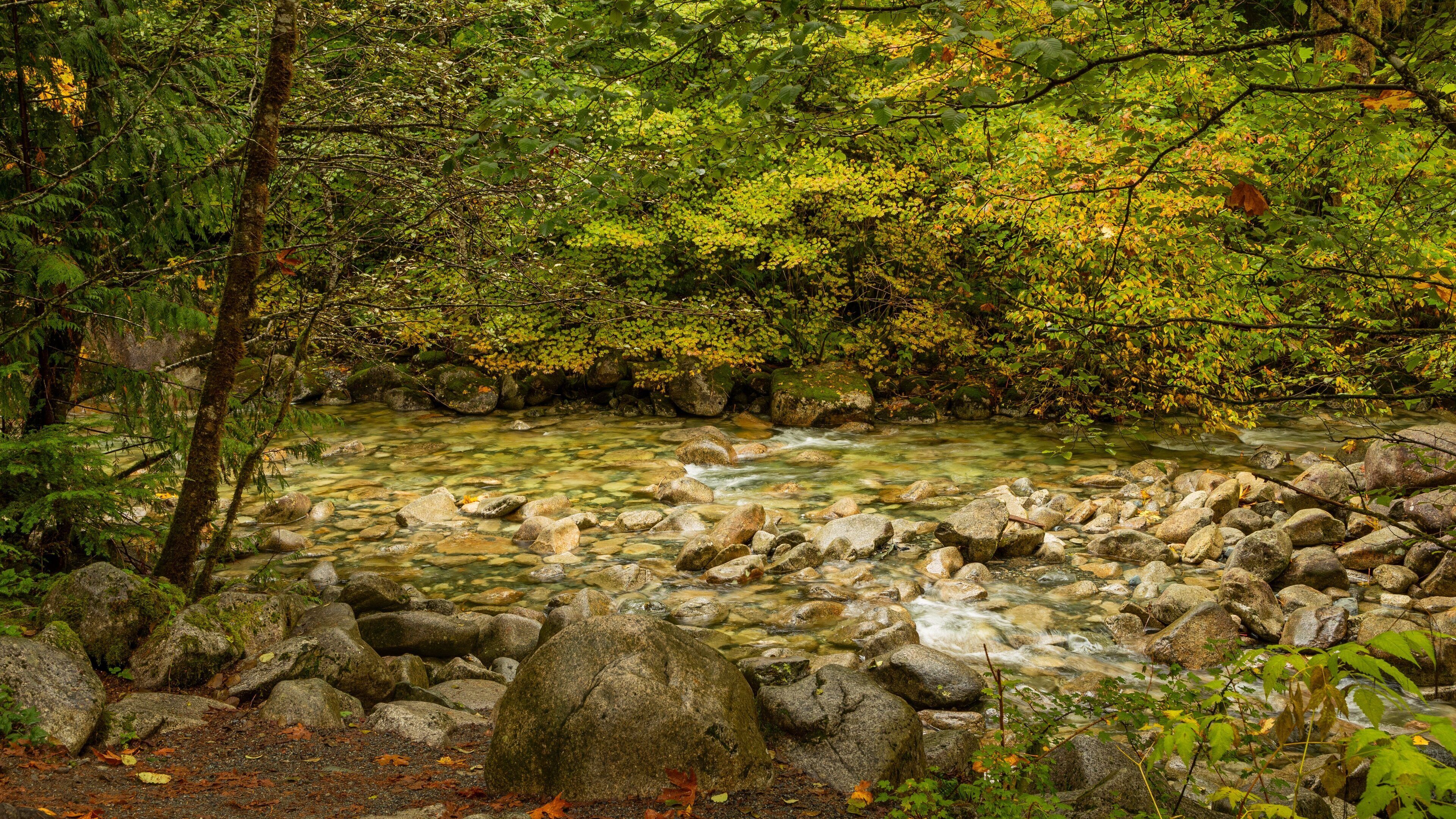 Shannon Falls Provincial Park showing a river or creek and forest scenes