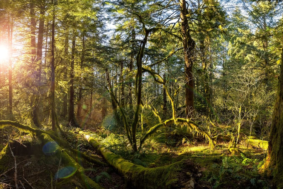 Un bosque denso con rayos de sol filtrándose entre los árboles.