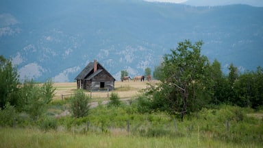 Abandoned cabin, grazing horses, and mountains