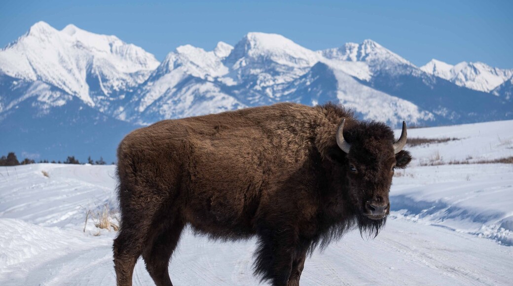 Montana winter’s are nothing with a fur coat like this #Adventure