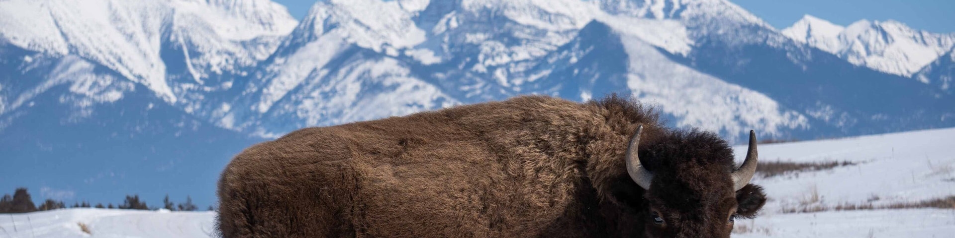 Montana winter’s are nothing with a fur coat like this #Adventure