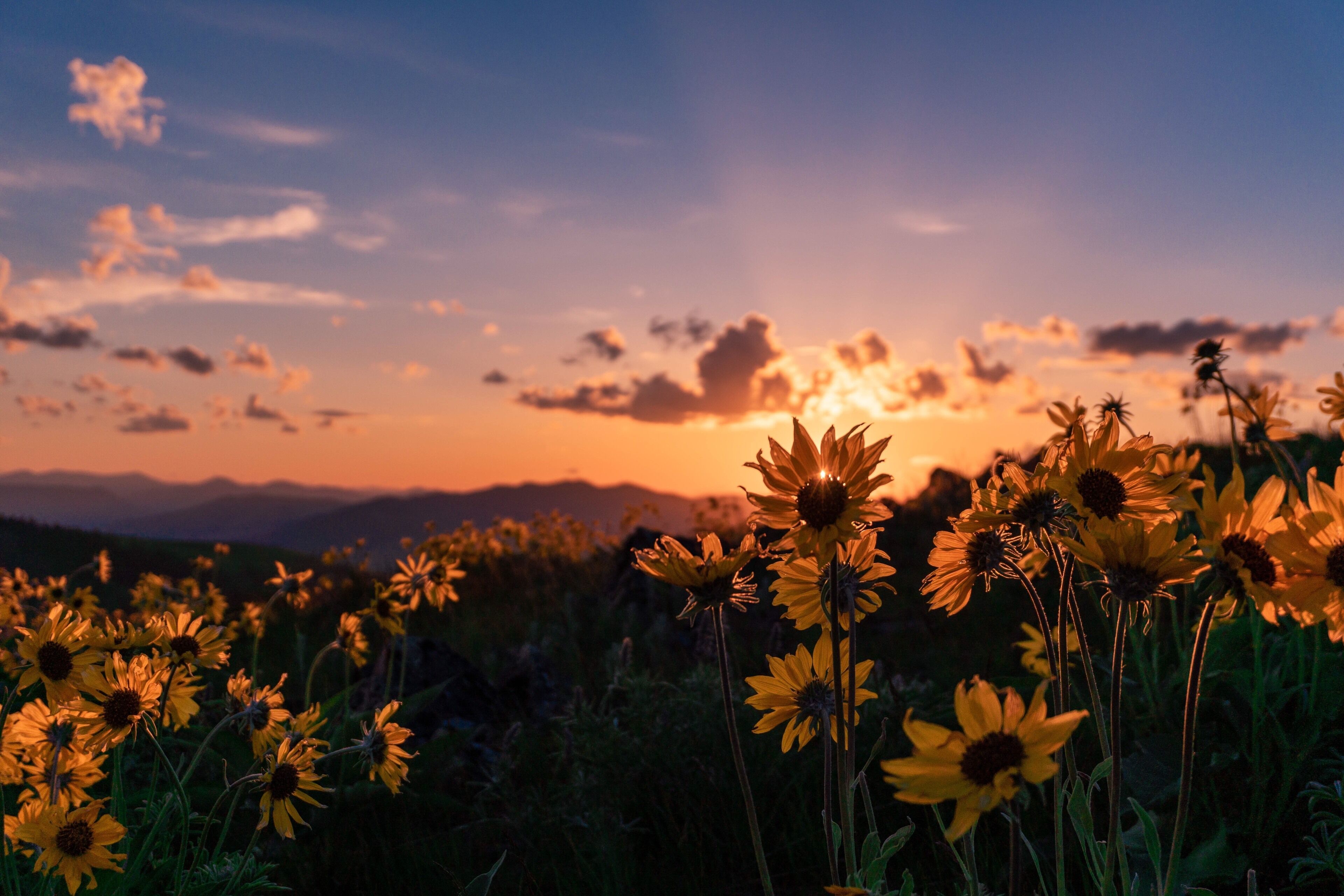 Drops of golden sun #Adventure