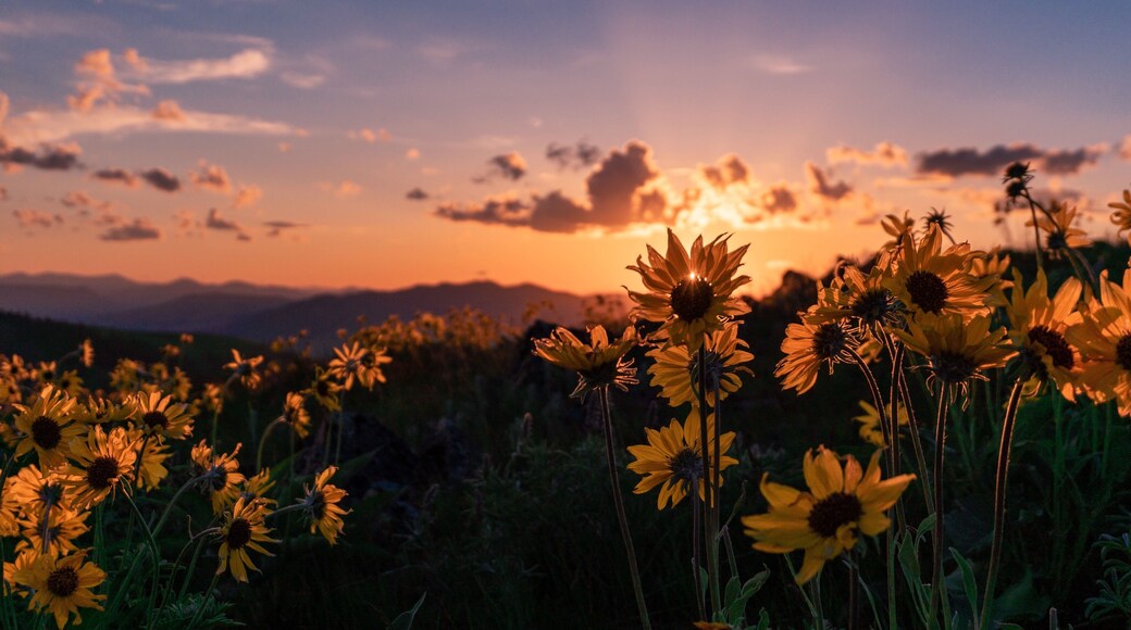 Drops of golden sun #Adventure