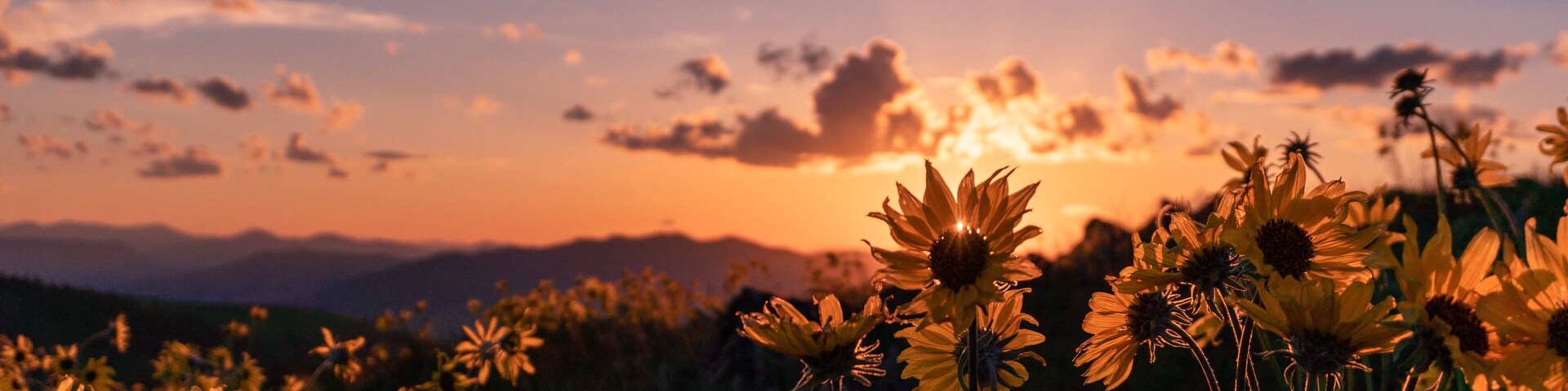 Un campo de girasoles al atardecer con montañas al fondo.