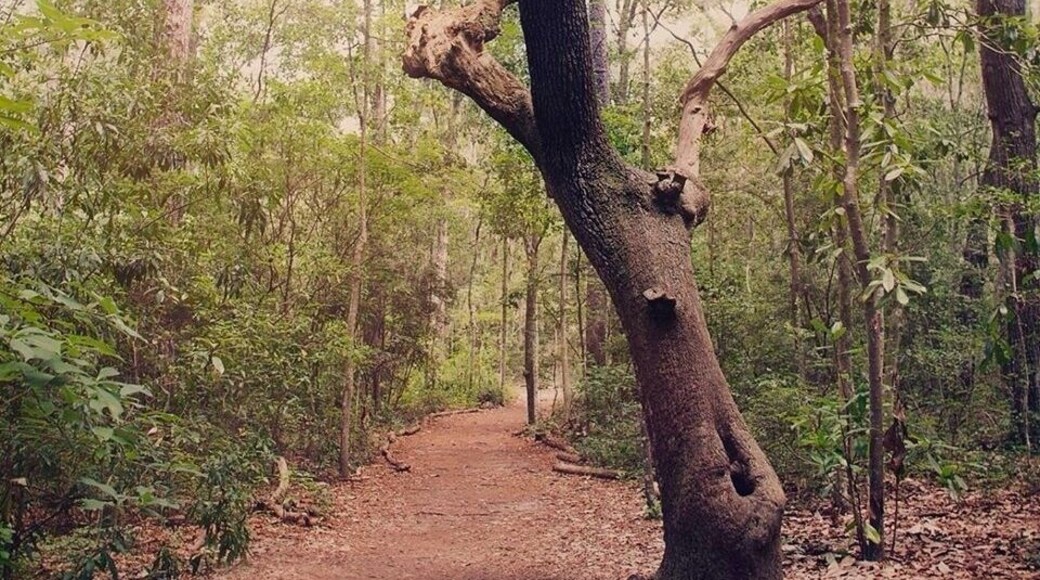 On the walking trails around the wildlife center in Savannah GA
