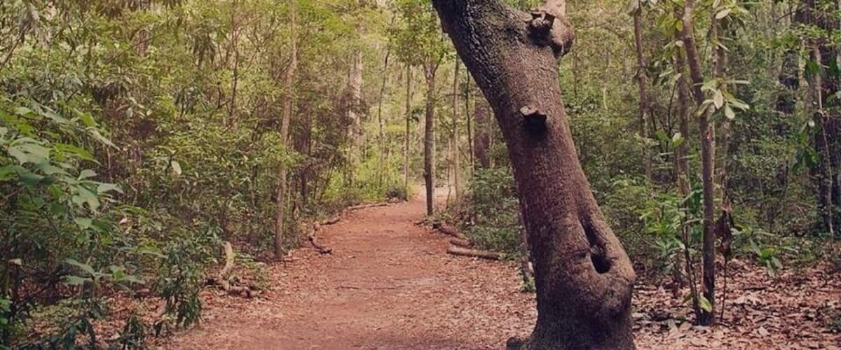 On the walking trails around the wildlife center in Savannah GA